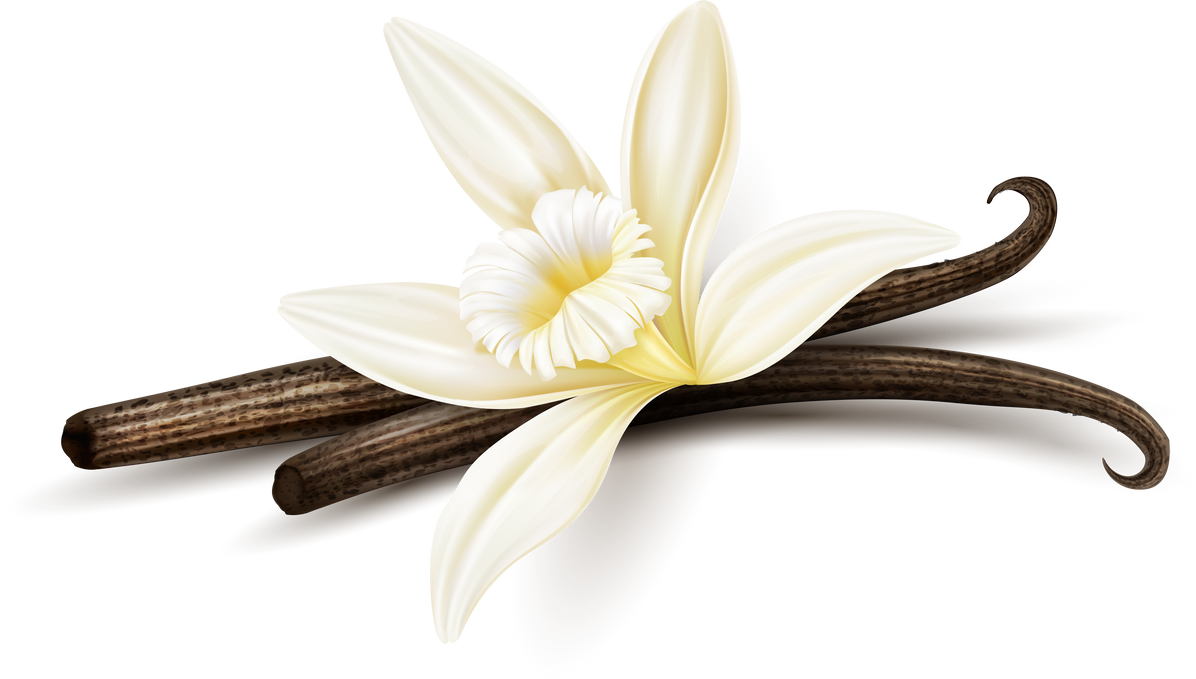 Vanilla flower dried sticks realistic food PNG